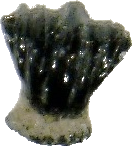 Fossil Shark Dermal Denticle.jpg