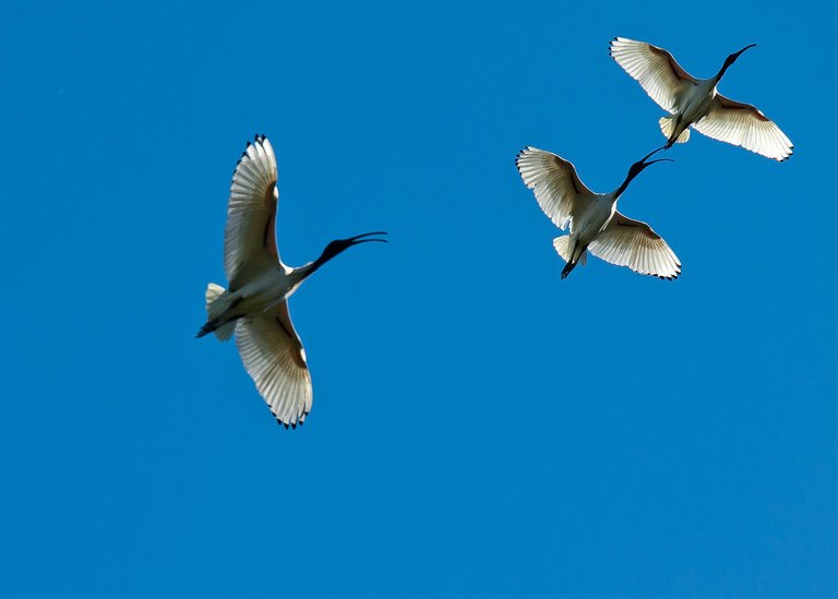 7460707878-brisbanecity-botanic-gardensbird (FILEminimizer).jpg