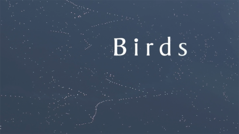 Birds_01.png