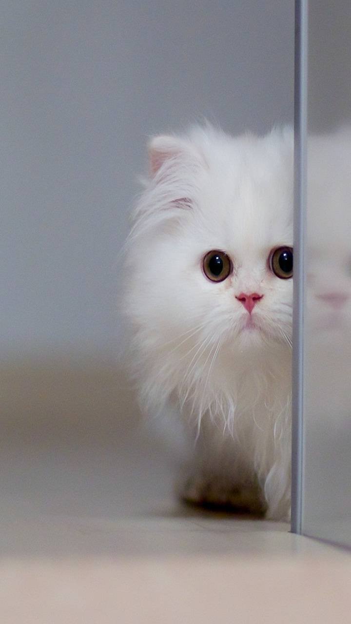 Cute_White_Cat-812970de-09d9-364c-ad4a-d8e367a1c705.jpg