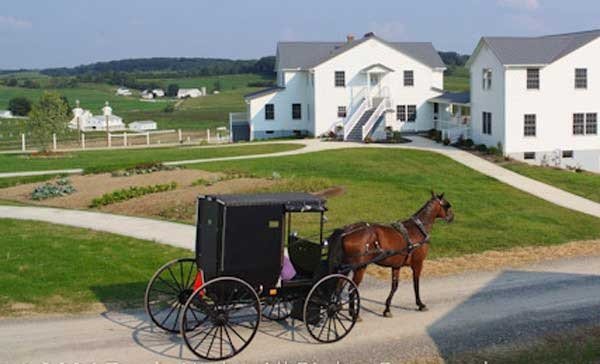 standardbred-horses (1).jpg