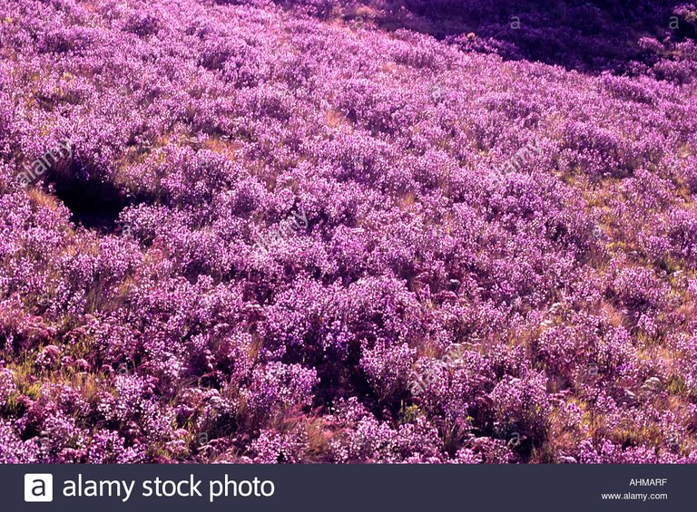 neelakurinji-in-full-bloom-in-munnar-AHMARF.jpg