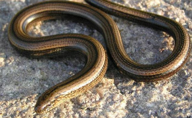 embed-slow-worm.jpg