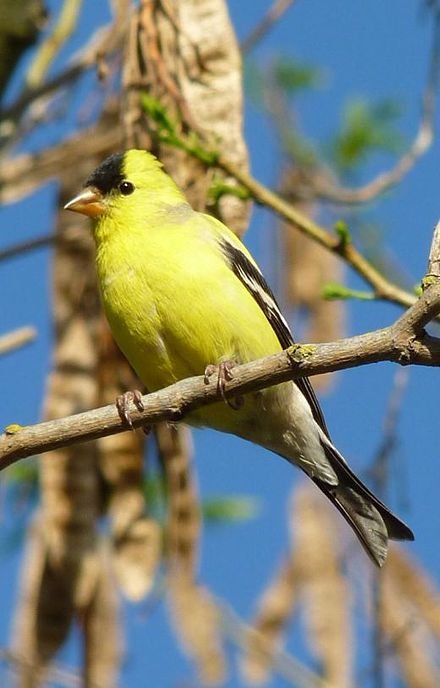 440px-Male_American_Goldfinch_in_Lodi_CA.JPG