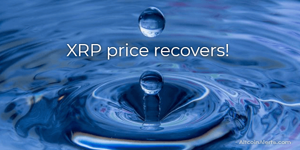XRP price recovers.png