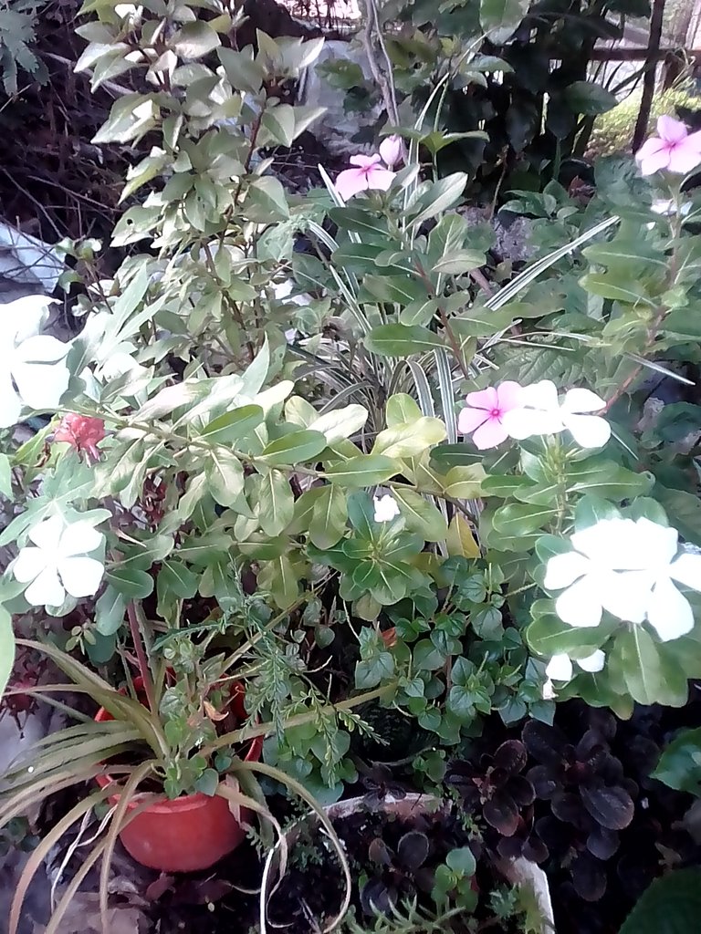 IMG_20180705_063247.jpg