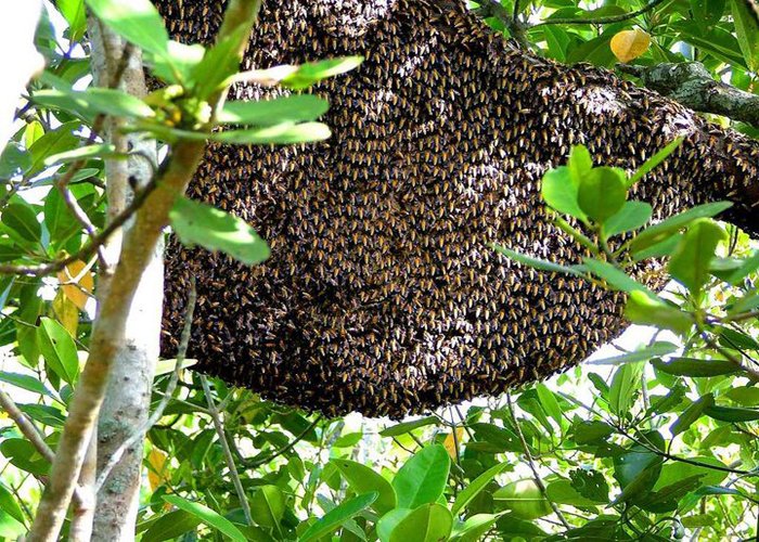 Hive in Sundarban.jpg