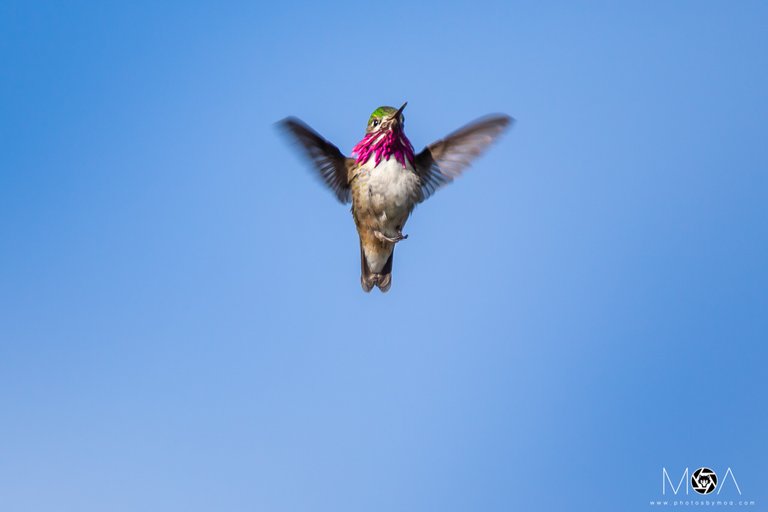 Calliope Hummingbird-2.jpg