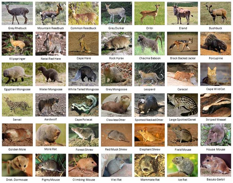 southern drakensberg animals.jpg