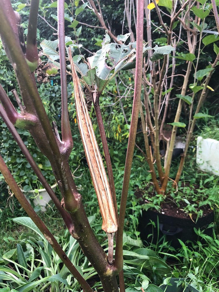 Red Okra for seeds
