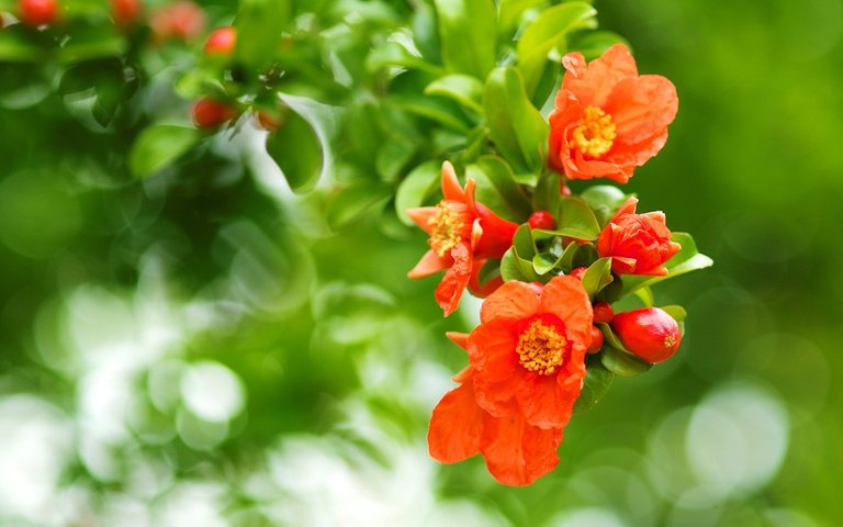 pomegranate_flower-1920x1200 (1).jpg