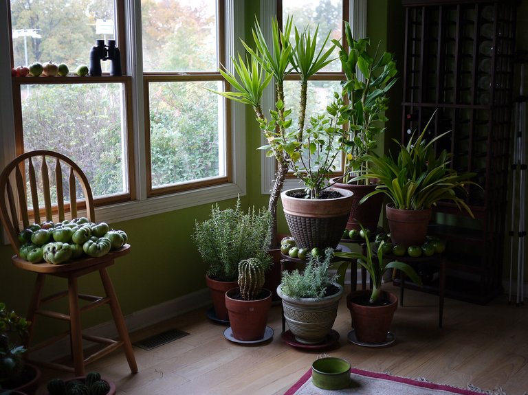 houseplants.jpg