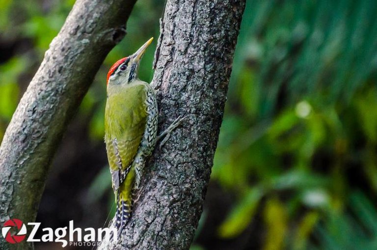 Scaly-bellied woodpecker.jpg