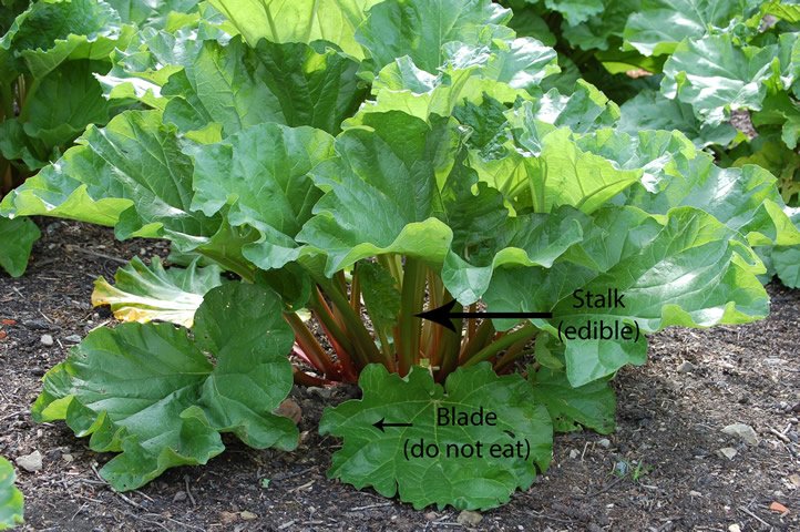 rhubarb.jpg