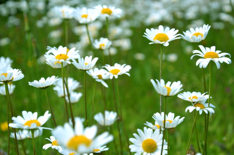 Daisy Flower Wallpaper .jpg