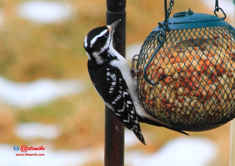 Hairy Woodpecker PFW13_0197.JPG