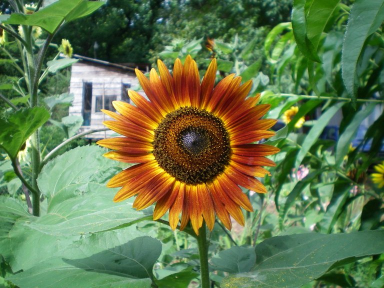 100_0005.JPG