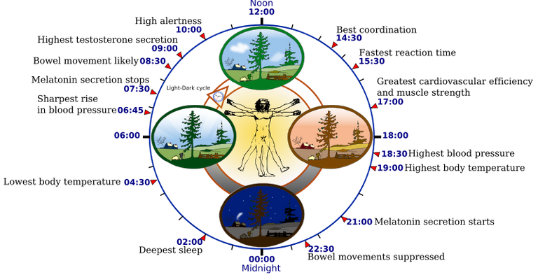 800px-Biological_clock_human.svg.png