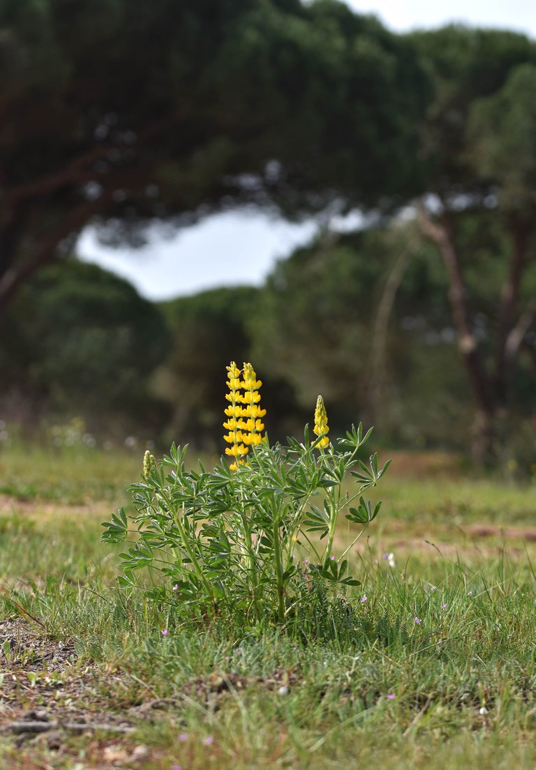 Yellow lupines albufeira 2.jpg