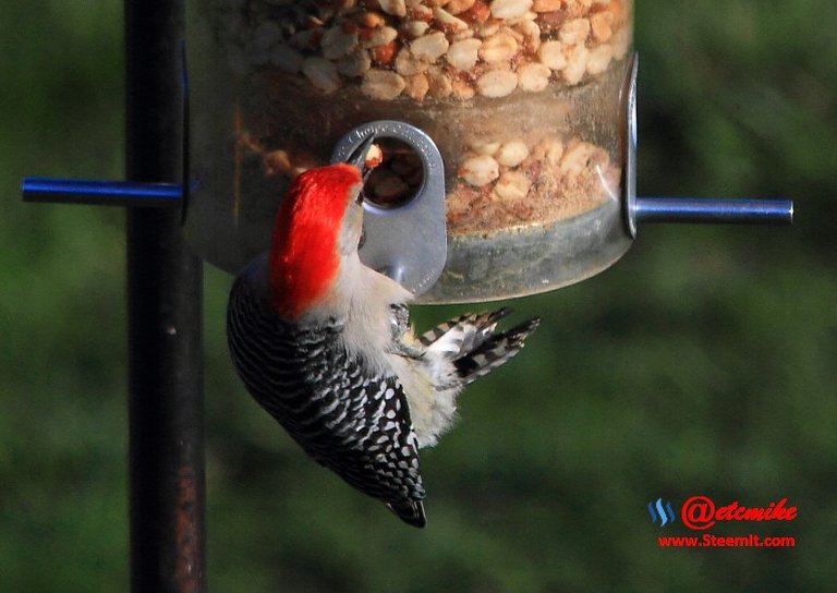 Red-bellied Woodpecker PFW0064.JPG