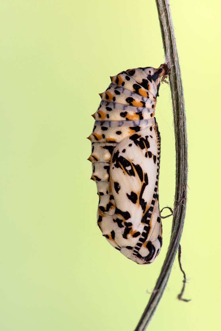 Rote Scheckenfalter (Melitaea didyma)_CI4A8056-BF.jpg