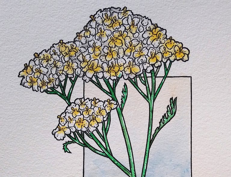 yarrow8.jpg