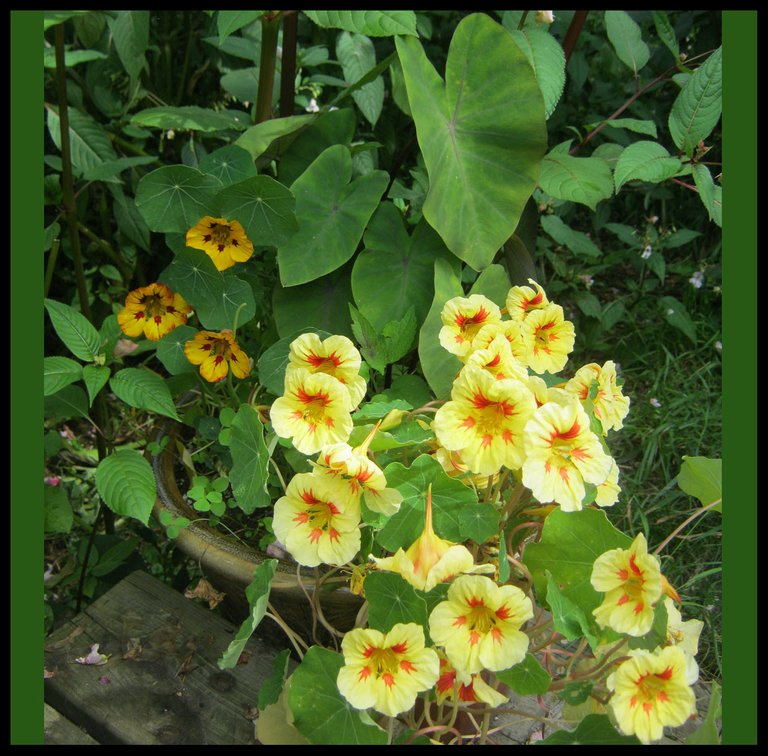 differrent colored nasturtiums with caladium.JPG