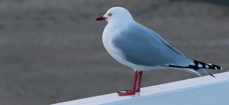 6089252819-seagull (FILEminimizer).jpg