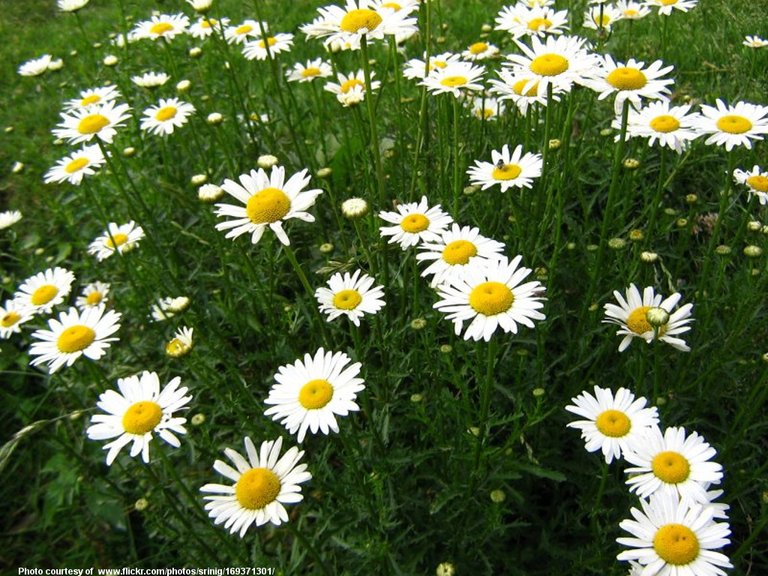 FieldOfDaisies-001-090718.jpg