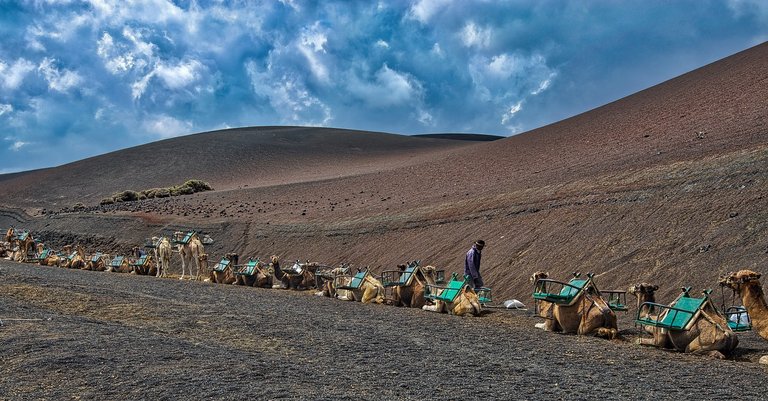 camels-2013708_1280.jpg