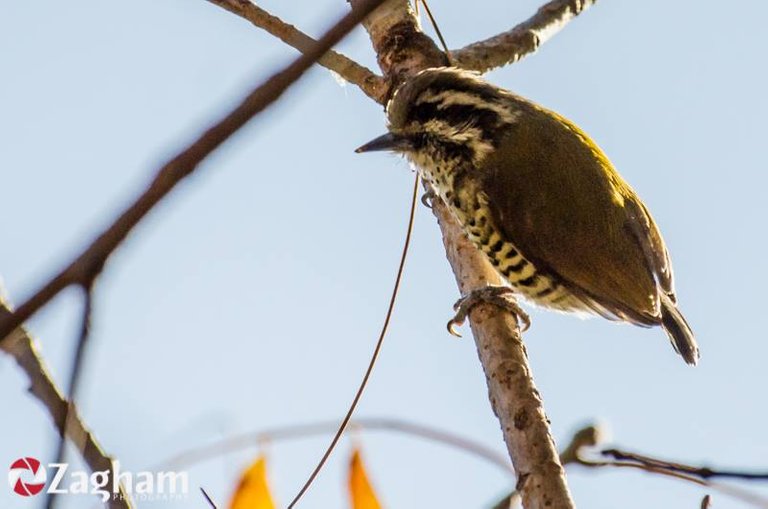 Speckled Piculet.jpg