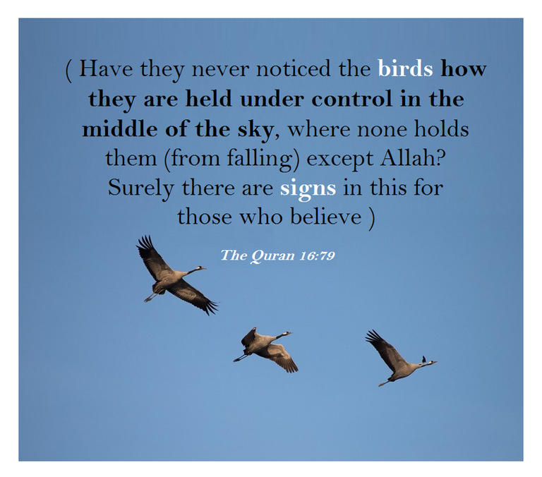 Have they never noticed the birds how they are held under control in the middle of the sky, where none holds them (from falling) except Allah @fatimakarimms twitter.jpg-.png