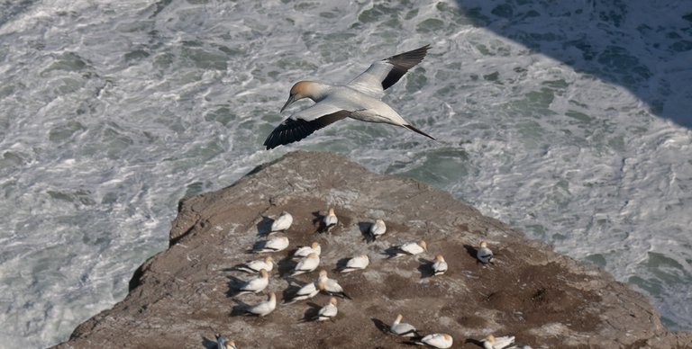 6089826946-muriwai-beach-gannet (FILEminimizer).jpg