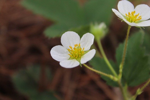 strawberry-flower-3258185_640.jpg