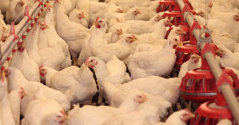 cage-free-chickens-factory-farm.jpg