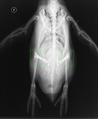 X-RAYS-KNEES-1.jpg