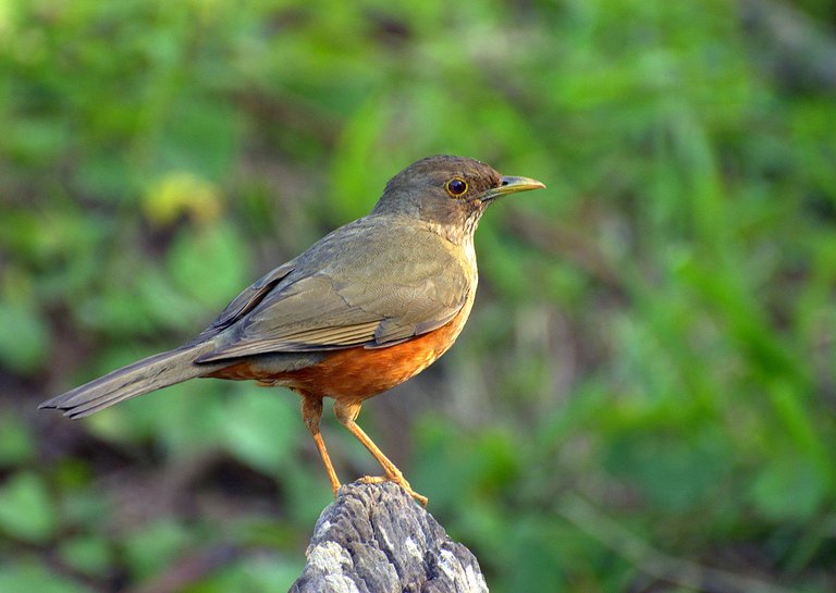 1280px-SABIÁ-LARANJEIRA_(Turdus_rufiventris).jpg