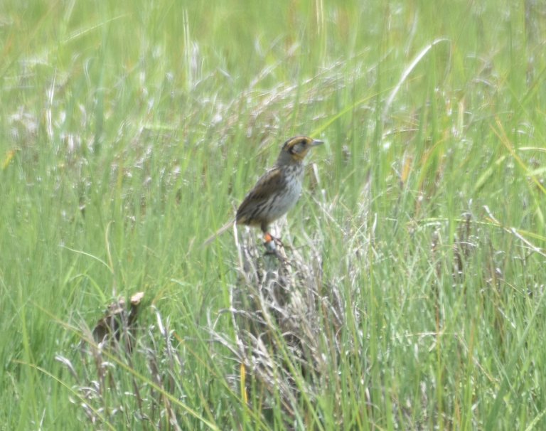 Saltmarsh Sparrow 1.JPG