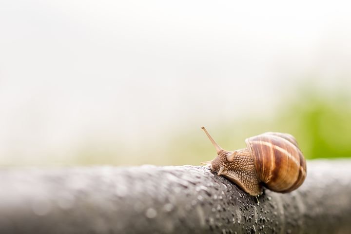 snail-3385348__480.jpg