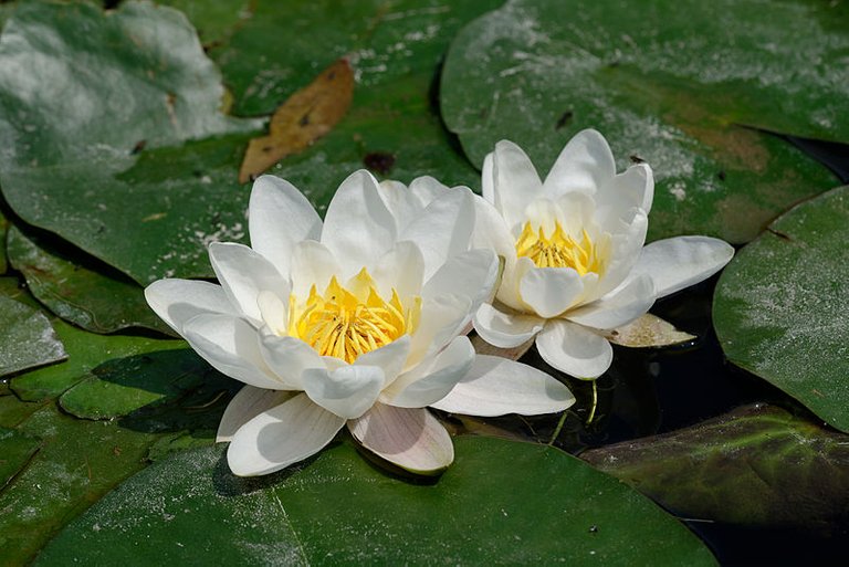 800px-Nymphaea_alba_JdP_2013-06-08_n01.jpg