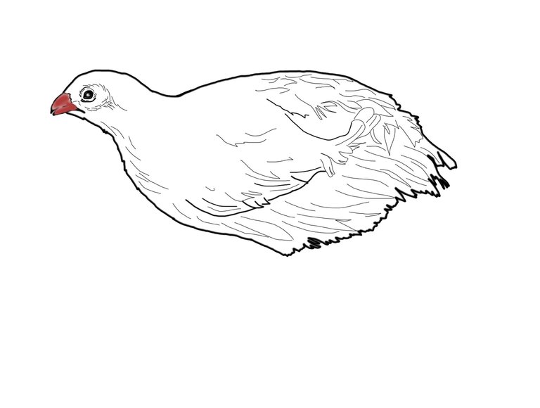 quail2.jpg