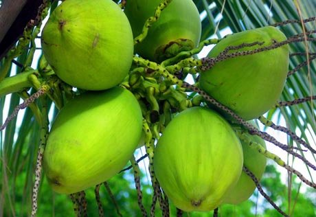 green-coconuts-e1289673926408.jpg