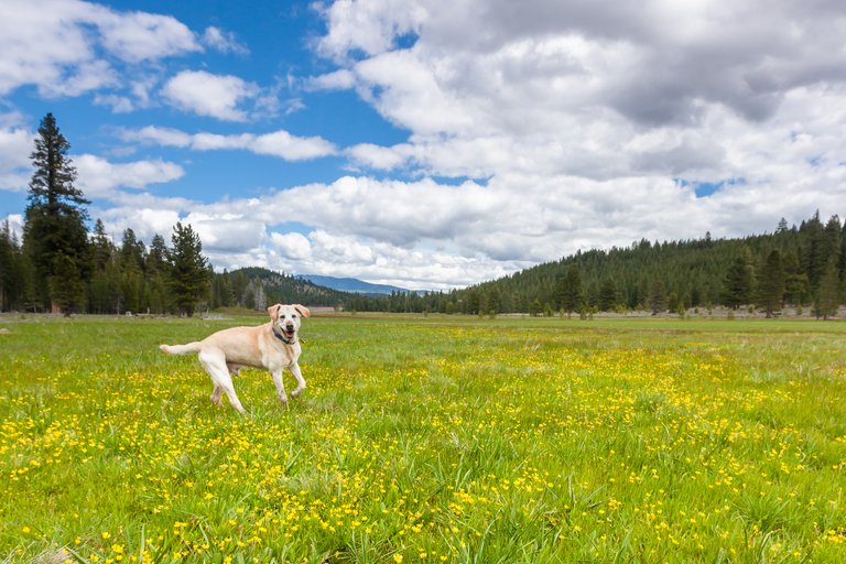 Labrador at Sagehean Meadows.jpg