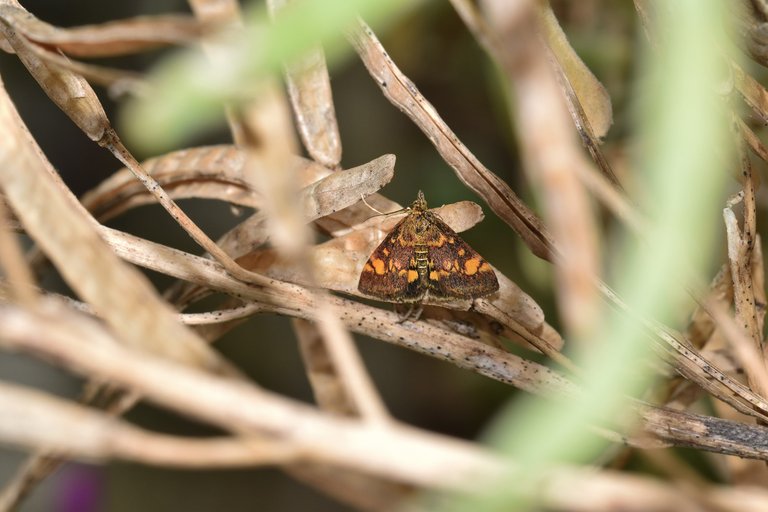 Orange Mint Moth Pyrausta orphisalis  2.jpg