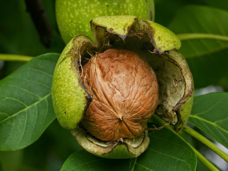 Juglans_regia_Echte_Walnussfrucht_2.jpg