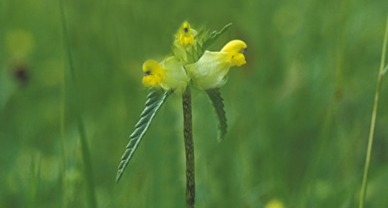 me422us_yellow_rattle-2.png