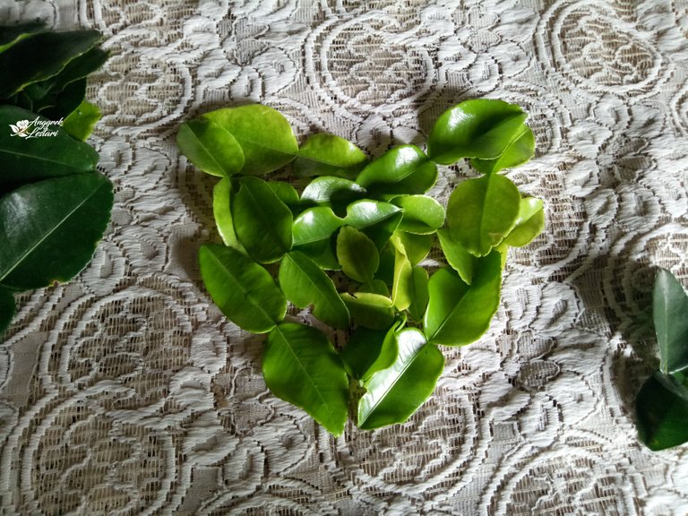 Kaffir Lime Leaves.jpg