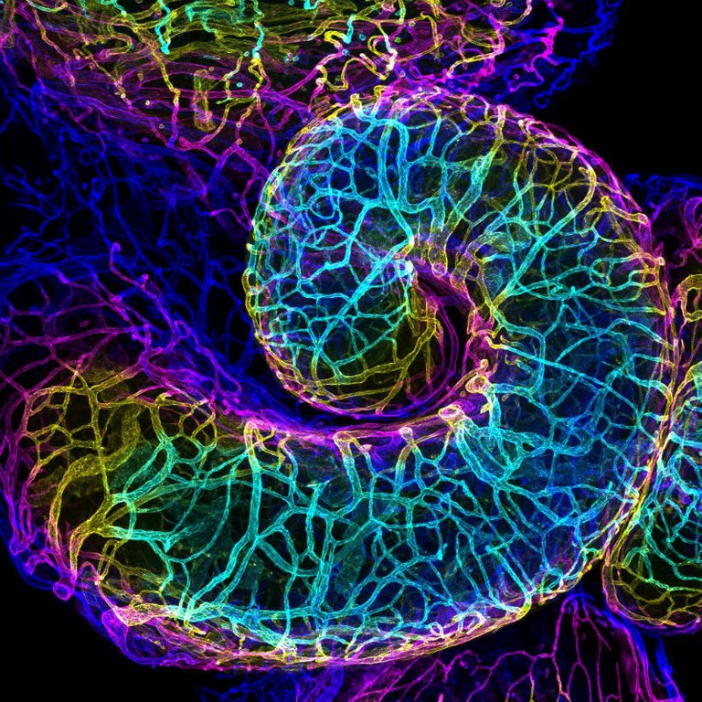 mouse_oviduct1_rz800.jpg