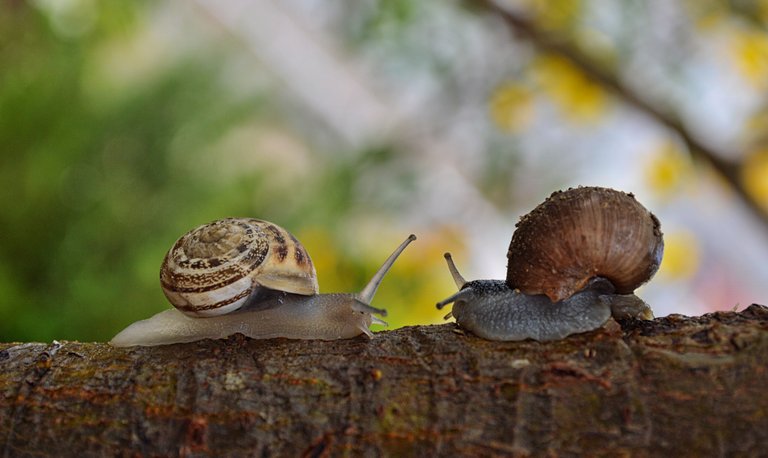 animals-branch-gastropod-183333.jpg