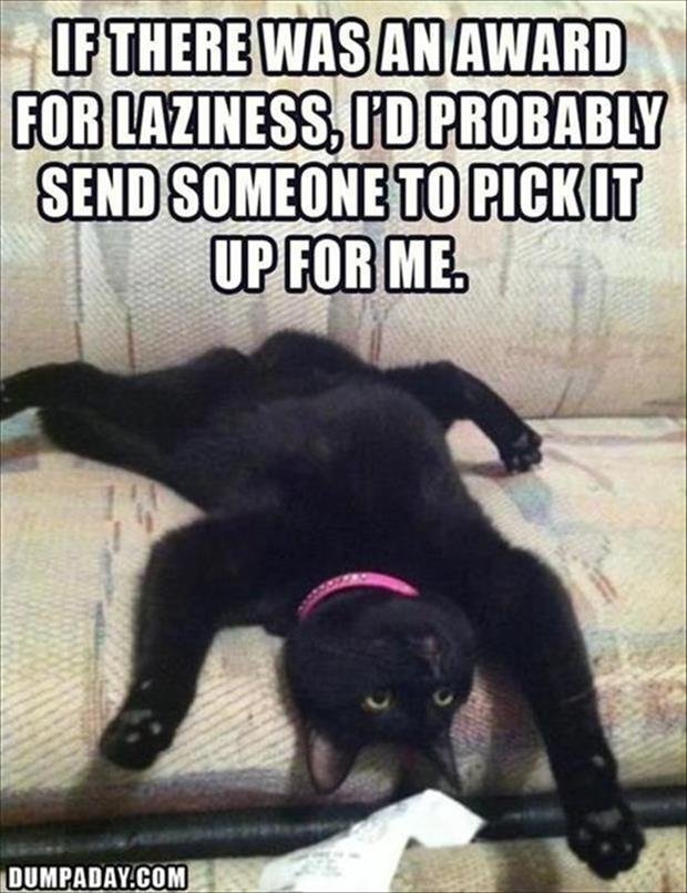 funny-lazy-cat1.jpg